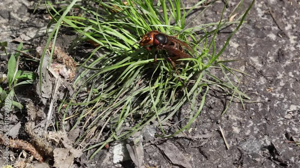 Hornet on the grass. Hornet on the grass.