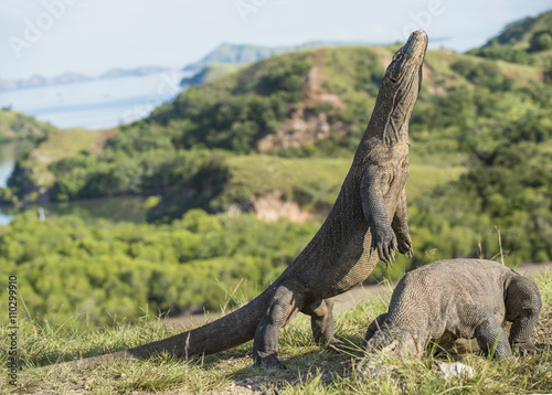 Komodo dragon stands on its hind legs and open mouth. The Komodo dragon ( Varanus komodoensis ) is the biggest living lizard in the world. © Uryadnikov Sergey