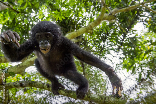 The portrait of jumping juvenile Bonobo on the tree in natural habitat.