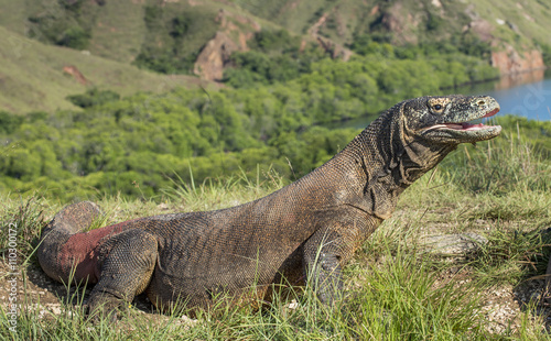 Portrait of the Komodo dragon   Varanus komodoensis   is the biggest living lizard in the world.