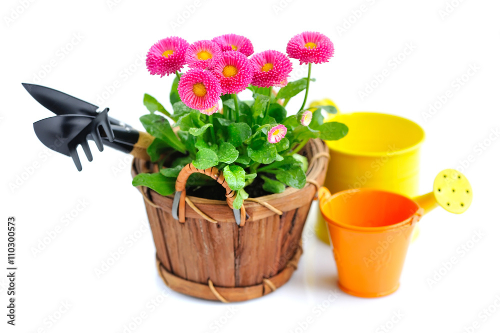 Marguerite flowers and garden tools on a white background