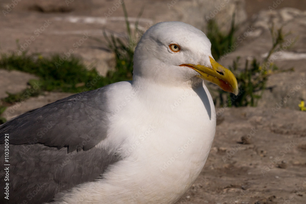 Silbermöwe im Kolosseum von Rom - von der Seite Silbermöwe im Kolosseum von Rom - von der Seite
