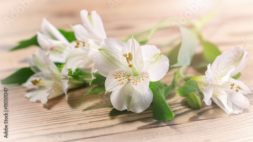 Delicate white flowers in the warm sunshine