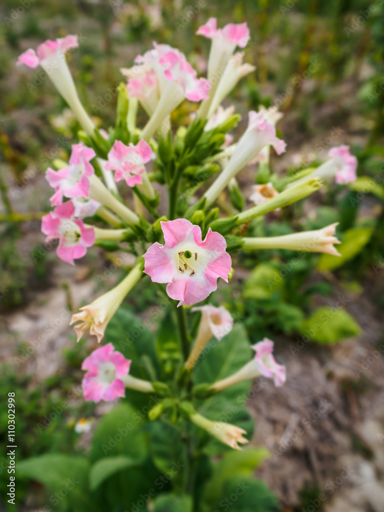 Closeup of Pink Tobacco Flower Closeup of Pink Tobacco Flower