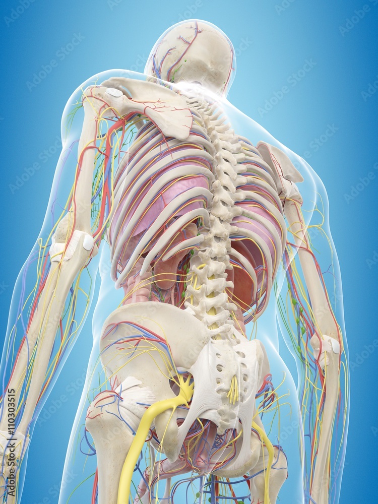 Human back anatomy, illustration Stock Photo | Adobe Stock