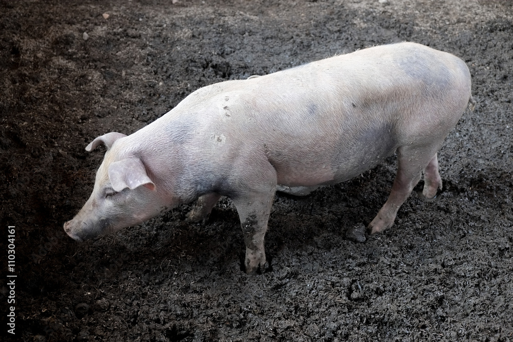 pigs in farm pigs in farm