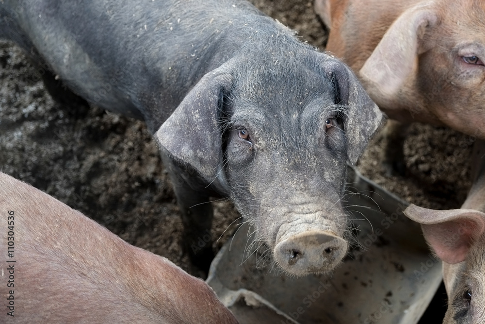 pigs in farm