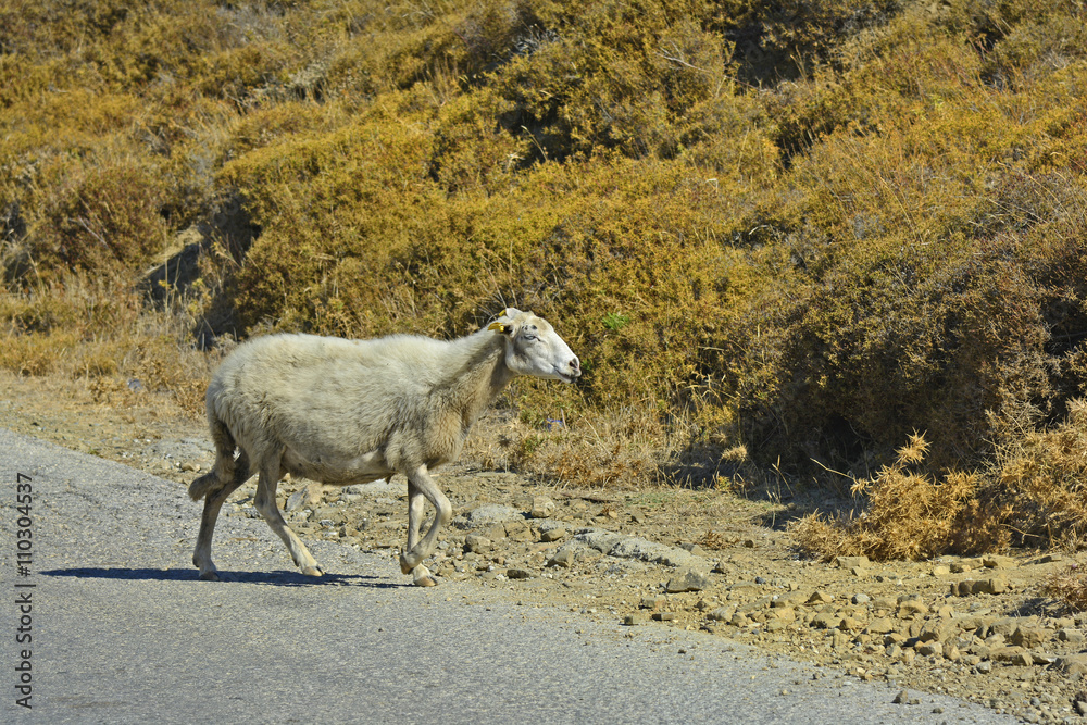 Obraz premium Greece_Lemnos Island