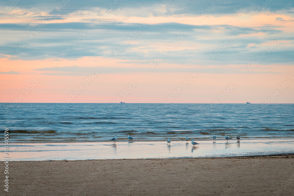 Seagulls standing near the Sea, Amazing Beach Sunset