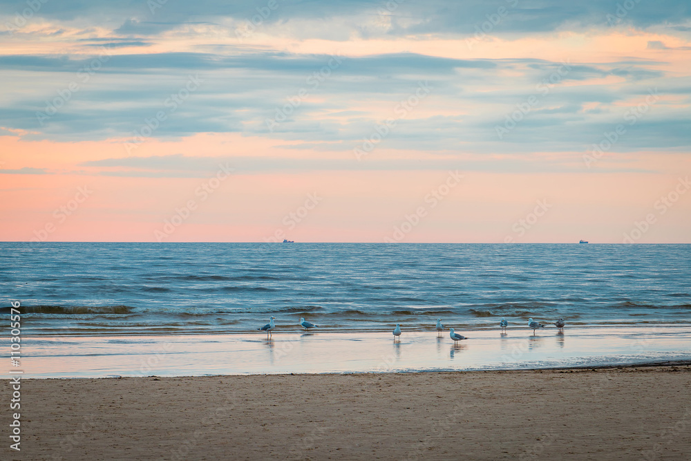 Seagulls standing near the Sea, Amazing Beach Sunset Seagulls standing near the Sea, Amazing Beach Sunset