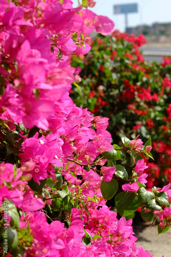 Obraz premium Lush blooming flower with colorful mix of summer flowers