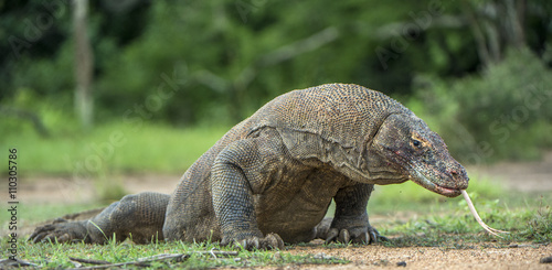 Komodo dragon with the flicked out tongue. The Komodo dragon ( Varanus komodoensis ) is the biggest living lizard in the world.