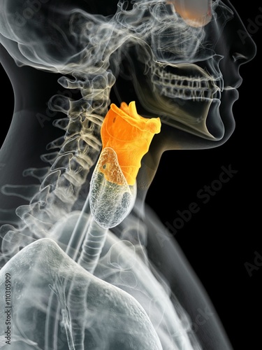 Human larynx, illustration photo