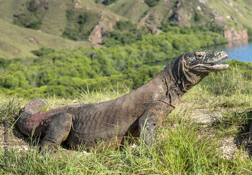 Portrait of the Komodo dragon ( Varanus komodoensis ) is the biggest living lizard in the world.