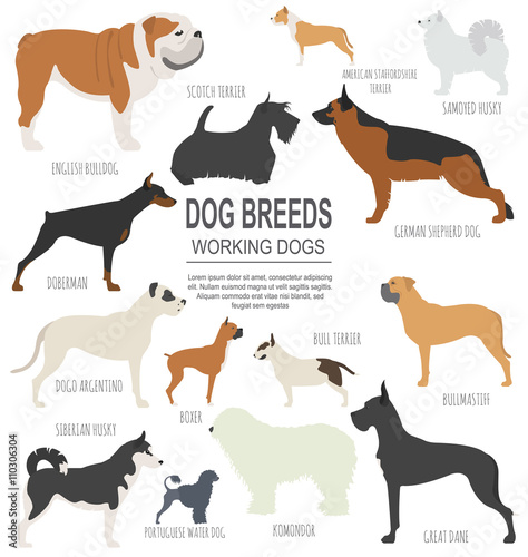 Dog breeds. Working (watching) dog set icon. Flat style