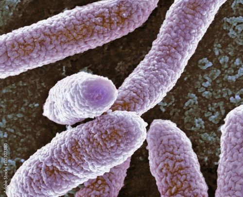 E coli bacteria, SEM