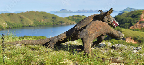 Fototapeta Naklejka Na Ścianę i Meble -  The fighting Komodo dragons for domination.