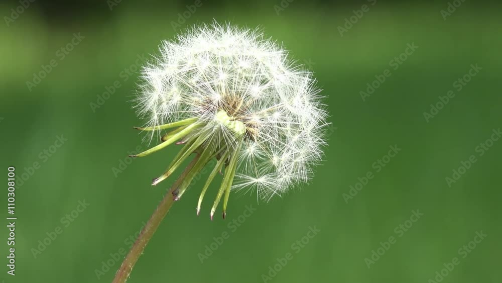withered dandelion in nature withered dandelion in nature