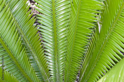 fern plants