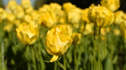 Yellow tulips against the sky