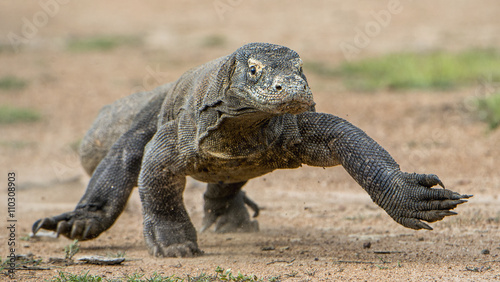Attack of a Komodo dragon. The dragon running on sand. The Running Komodo dragon ( Varanus komodoensis ) . © Uryadnikov Sergey