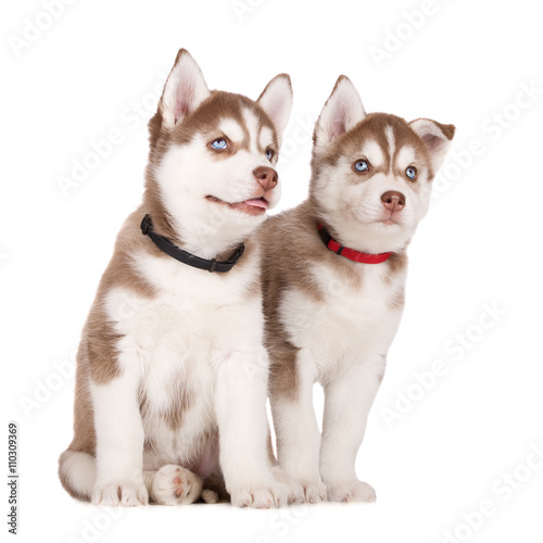 two brown husky puppies on white together