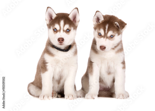 two brown husky puppies sitting on white © otsphoto
