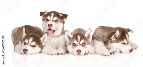 four siberian husky puppies lying down on white