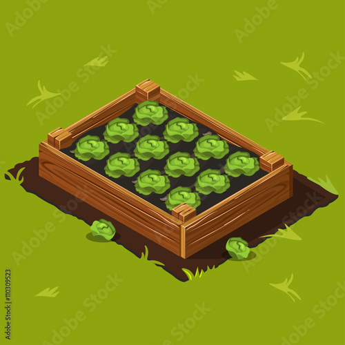 Vegetable Garden Box with Cabbage. Set 9