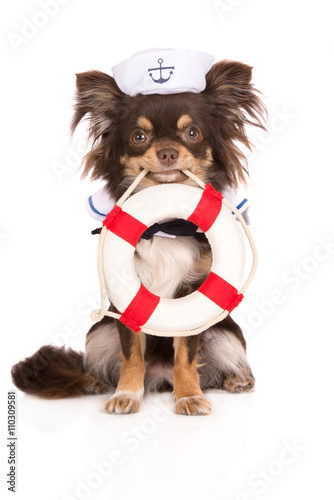 dog in a sailor hat holding a life buoy