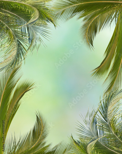 cadre palmes cocotier