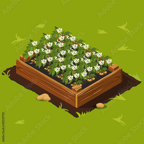 Vegetable Garden Box with Potatoes Set 12