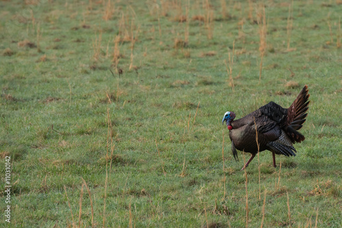Wild Turkey on Right With Copy Space on Left