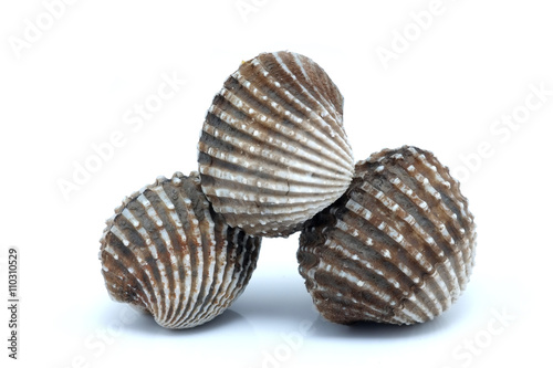 fresh cockles seafood on white background