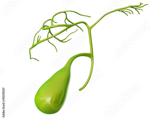 Human gall bladder, illustration