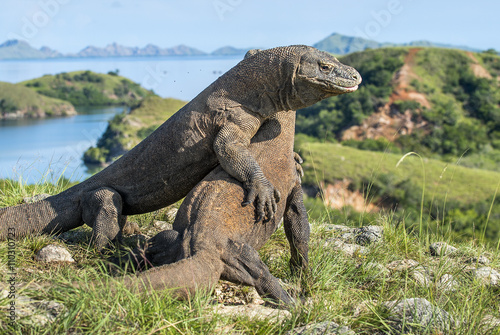The fighting Komodo dragons for domination. © Uryadnikov Sergey