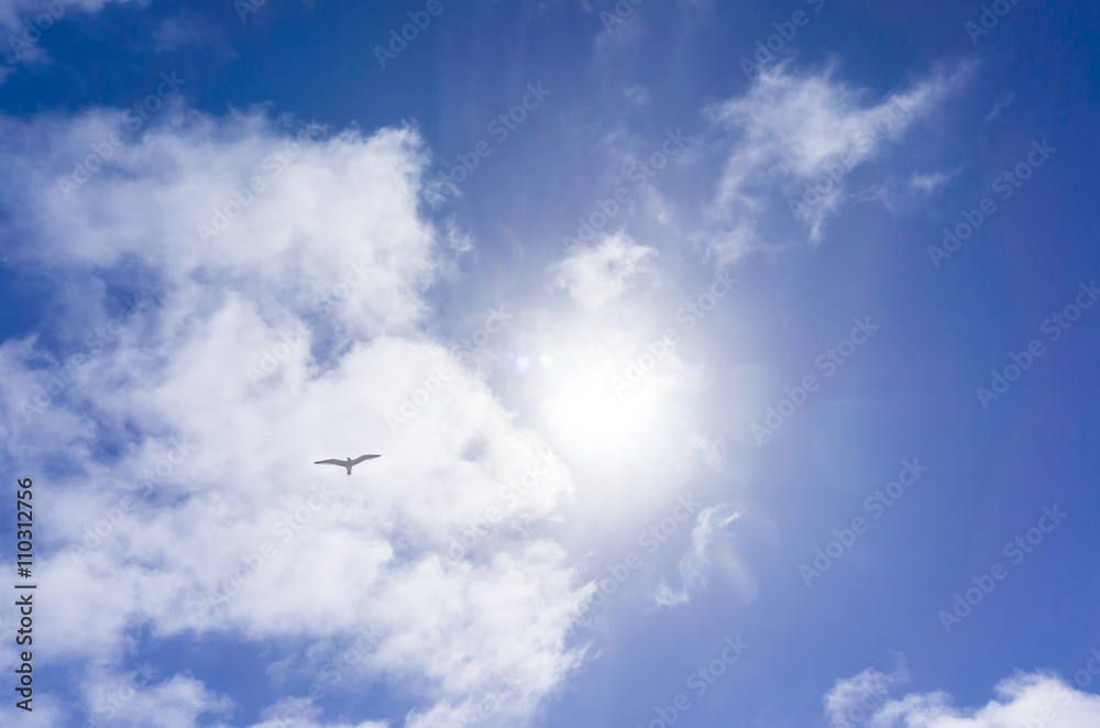 Obraz premium Eine Möwe die in den Wolken fliegt