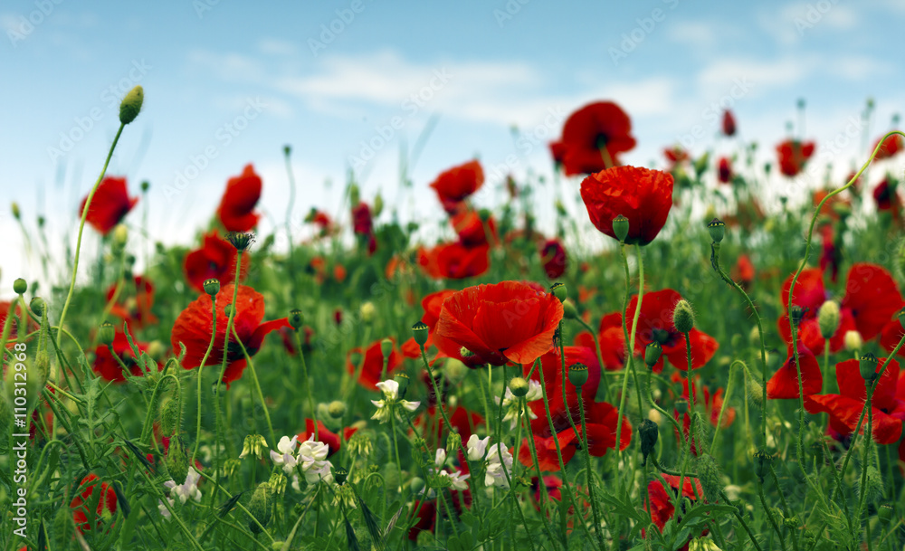 poppy field. image with selective focus