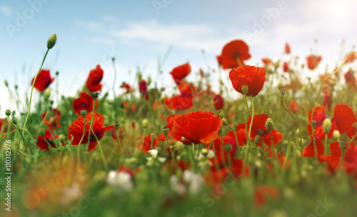 poppy field. image with selective focus