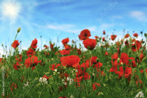 poppy field. image with selective focus © Todorov