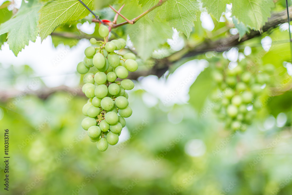 grapes in the vineyard