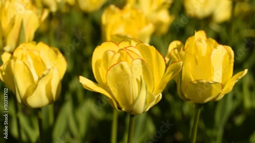 Yellow tulips against the sky