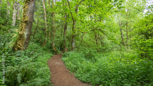 Path in the green forest. COAL CREEK PARK, KING COUNTY, WASHINGTON STATE