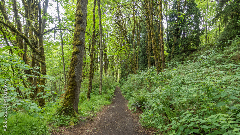 Fototapeta premium Path in the green forest. COAL CREEK PARK, KING COUNTY, WASHINGTON STATE