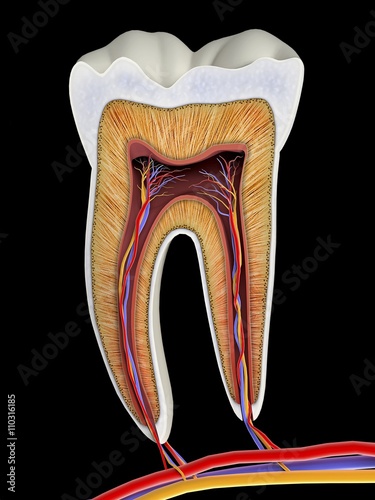 Molar tooth cross-section, artwork photo