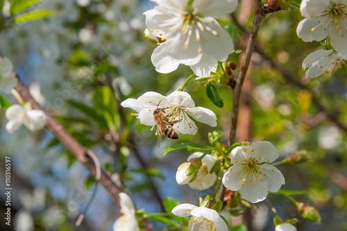 Bee collects nectar and pollen on a blossoming cherry tree branc