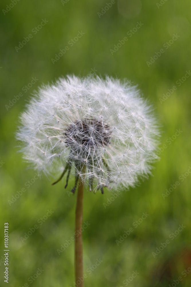 Obraz premium Dmuchawiec