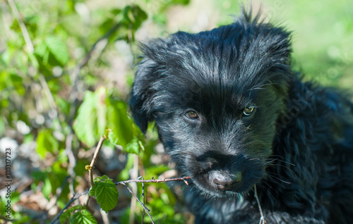 Wallpaper Mural particular of young black dog in the nature Torontodigital.ca