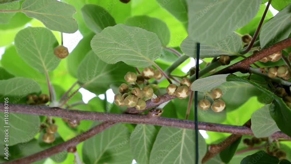 Buds of kiwifruit Buds of kiwifruit