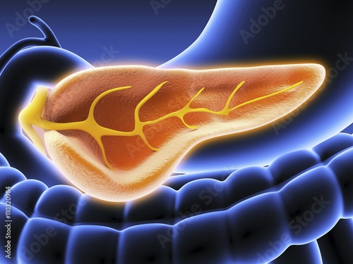 Cross section of pancreas, artwork photo